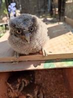 Otus Choliba, Dieren en Toebehoren, Vogels | Overige Vogels, Meerdere dieren, Roofvogel, Geringd