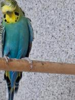 Koppel hagaromos, Dieren en Toebehoren, Meerdere dieren, Parkiet