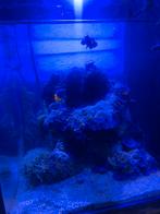 Blue marine 60L, Dieren en Toebehoren, Vissen | Aquaria en Toebehoren, Ophalen, Zo goed als nieuw, Gevuld zeewateraquarium