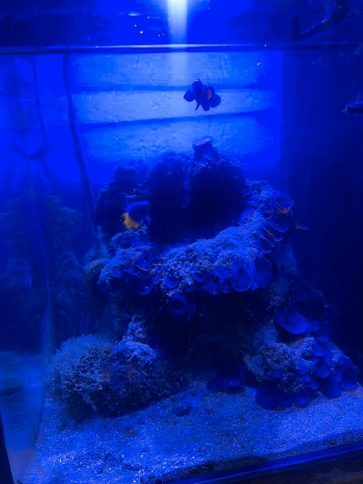 Blue marine 60L, Dieren en Toebehoren, Vissen | Aquaria en Toebehoren, Zo goed als nieuw, Gevuld zeewateraquarium, Ophalen