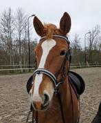 Verzorger gezocht! Verzorgpony aangeboden., Ophalen of Verzenden