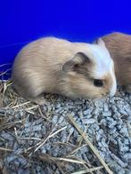 Cavia’s te koop! 2 beertjes en papa!, Cavia, Augustus, Mannelijk, Tam