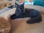 Hele mooie Maine coon kittens , uit 2 nestjes, Dieren en Toebehoren, Katten en Kittens | Overige Katten, Poes