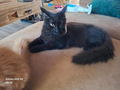 Hele mooie Maine coon kittens , uit 2 nestjes, Dieren en Toebehoren, Katten en Kittens | Overige Katten, Poes