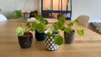 Pilea Peperomoides Mojito, Ophalen of Verzenden