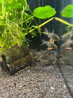Corydoras sterbai groep / aquariumvissen, Vis, Zoetwatervis, Schoolvis
