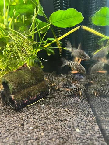 Corydoras sterbai groep / aquariumvissen beschikbaar voor biedingen