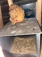Cochin hen, Meerdere dieren, Kip