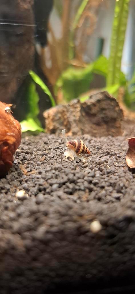 Helena Slak - Anatome Helena, Dieren en Toebehoren, Vissen | Aquaria en Toebehoren, Nieuw, Ophalen of Verzenden