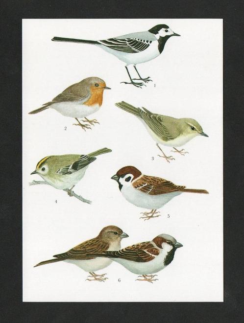 Kwikstaart Roodborstje Ringmus Huismus Goudhaantje Fitis., Verzamelen, Ansichtkaarten | Dieren, Ongelopen, 1980 tot heden, Vogel