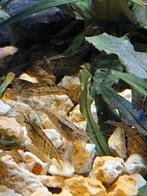 mooie groepje aquarium Schoonmakers, Kreeft, Krab of Garnaal