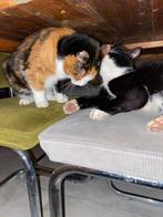 Poezen ter overname, Poes, Kortharig, 3 tot 5 jaar