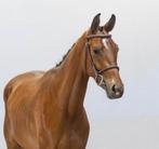Braafste 3 jarige d/e pony, Dieren en Toebehoren, Paarden, Ruin, 3 tot 6 jaar