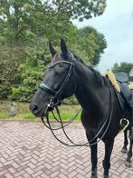 Passier stang en trens hoofdstel Icarus, Ophalen of Verzenden, Zo goed als nieuw, Dressuur