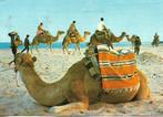 Kamelen., Verzamelen, Ansichtkaarten | Dieren, Gelopen, Overige soorten, Verzenden, 1980 tot heden