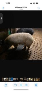 Dekbeer en zeugje Hongaars Wolvarken, Dieren en Toebehoren, Overige Dieren, Meerdere dieren, Voor 1 juli 2024