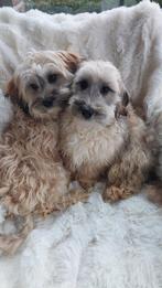 LIEVE MALTIPOO PUPS  ( 2 REUTJES ), Parvo, Maltezer, Nederland, Reu
