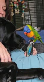 Te koop Lori pop met certificaat inclusief kooi, Dieren en Toebehoren, Vogels | Parkieten en Papegaaien, Vrouwelijk, Papegaai