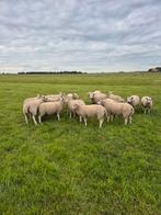 Ooilammeren Foklammeren, Dieren en Toebehoren, Schapen, Geiten en Varkens, Vrouwelijk, Schaap, 0 tot 2 jaar