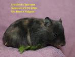 🐹Stamboom Syrische hamster / goudhamster van hobbyfokker, Dieren en Toebehoren, Hamster, December, Meerdere dieren, Tam