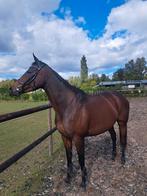 Lieve en eerlijke Ierse volbloed merrie (5 jaar), Dieren en Toebehoren, Paarden, Merrie, Recreatiepaard