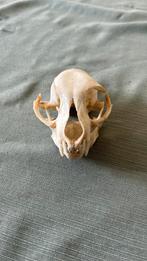 Schedel kat, Ophalen of Verzenden, Zo goed als nieuw, Hond of Kat, Schedel