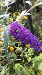 Grote vlinderstruik, Ophalen of Verzenden, Vlinderstruik, Struik, Minder dan 100 cm