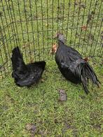 Chabo zwartkop kippen te koop, Dieren en Toebehoren, Pluimvee, Meerdere dieren, Kip