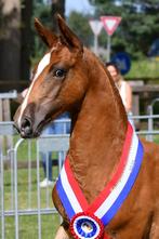 KWPN Nederlands Kampioen Gelders merrieveulen, Dieren en Toebehoren, Paarden, Merrie, Niet van toepassing, Dressuurpaard, 0 tot 2 jaar
