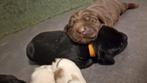 Labrador pups, Parvo, 8 tot 15 weken, Labrador retriever, Meerdere