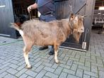 Dek bok hoornloze toggenburger geit geiten, Dieren en Toebehoren, Schapen, Geiten en Varkens, Mannelijk, Geit