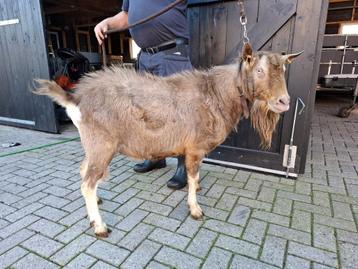 Dek bok hoornloze toggenburger geit geiten beschikbaar voor biedingen