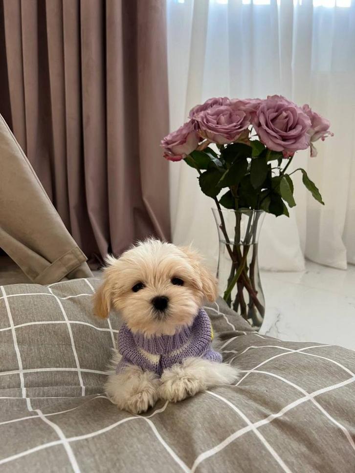 Maltipoo F1 (Toy Poedel/ Maltezer) pups – mini, Dieren en Toebehoren, Honden | Chihuahua's en Gezelschapshonden, Meerdere dieren