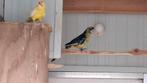 Geelbuik rosella's, Dieren en Toebehoren, Meerdere dieren, Parkiet, Geringd