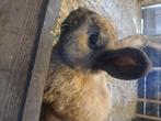 Gecastreerd konijn, Dieren en Toebehoren, Konijnen, Mannelijk, Dwerg