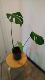monstera, gezonde stek en goed geworteld, Ophalen, Overige soorten, Minder dan 100 cm