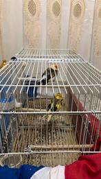 Maastricht, Dieren en Toebehoren, Ophalen of Verzenden, Zo goed als nieuw, Hout, Vogelkooi