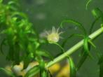 Axolotl, Dieren en Toebehoren, Reptielen en Amfibieën