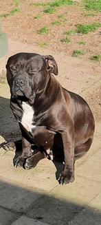 American Pitbull Bully xxl type  teef, Dieren en Toebehoren, Honden | Bulldogs, Pinschers en Molossers, CDV (hondenziekte), Particulier