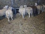 Stamboek noordhollander ram rammen, Dieren en Toebehoren, Schapen, Geiten en Varkens, Mannelijk, Schaap