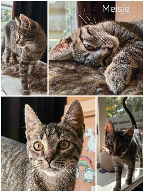 Superlieve kitten zoekt een nieuw thuis, Dieren en Toebehoren, Katten en Kittens | Overige Katten, Kortharig, Poes, 0 tot 2 jaar