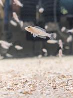 Nakweek Lamprologus callipterus, Tanganyika, Dieren en Toebehoren, Vissen | Aquariumvissen, Vis, Zoetwatervis