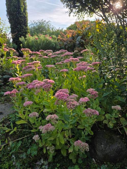 Sedum Brillant spectabile - Prachtige vetkruid, Tuin en Terras, Planten | Tuinplanten, Vaste plant, Overige soorten, Volle zon