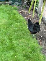 Australorp kriel, Dieren en Toebehoren, Pluimvee, Meerdere dieren, Kip