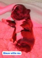 5 Shih Tzu puppys showlijn vandaag 9/11 geboren, Particulier, Rabiës (hondsdolheid), Overige rassen, 8 tot 15 weken