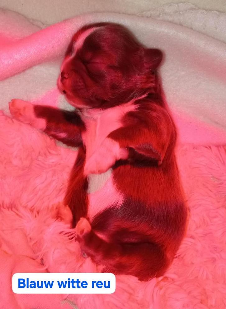 5 Shih Tzu puppys showlijn 9/11 geboren, Dieren en Toebehoren, Honden | Chihuahua's en Gezelschapshonden, Meerdere dieren, Overige rassen