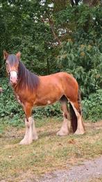 Te koop super mooie Irish Cob / Tinker merrie, Dieren en Toebehoren, Paarden, Merrie, Minder dan 160 cm, 0 tot 2 jaar