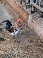 Serama haantjes, Dieren en Toebehoren, Pluimvee