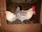 Groninger Meeuw zilverpel groot hennen en haan, Meerdere dieren, Kip