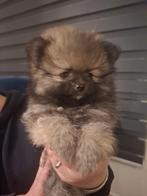 Pomeriaan dwegkeesjes, Keeshond, Reu, 8 tot 15 weken, Meerdere